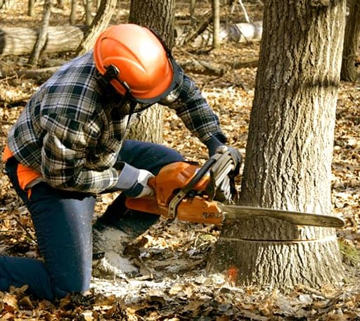Tree Removal in Hanston, KS